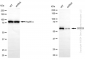 KD-Validated Anti-CDC23 Rabbit Monoclonal Antibody