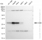 KD-Validated Anti-CD99 Rabbit Monoclonal Antibody