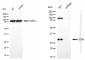 KD-Validated Anti-CD99 Rabbit Monoclonal Antibody