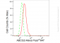 KD-Validated Anti-ABCG2 Rabbit Monoclonal Antibody