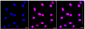 KD-Validated Anti-ABCG2 Rabbit Monoclonal Antibody