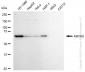 KD-Validated Anti-ABCG2 Rabbit Monoclonal Antibody