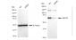 KD-Validated Anti-ABCG2 Rabbit Monoclonal Antibody