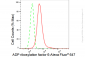 KD-Validated Anti-ADP ribosylation factor 6 Rabbit Monoclonal Antibody