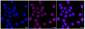 KD-Validated Anti-ADP ribosylation factor 6 Rabbit Monoclonal Antibody