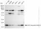 KD-Validated Anti-ADP ribosylation factor 6 Rabbit Monoclonal Antibody