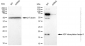 KD-Validated Anti-ADP ribosylation factor 6 Rabbit Monoclonal Antibody