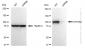KD-Validated Anti-ATP2A2 Rabbit Monoclonal Antibody