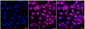 KD-Validated Anti-CTCF Rabbit Monoclonal Antibody