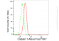 KD-Validated Anti-Calpain 1 Rabbit Monoclonal Antibody