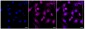 KD-Validated Anti-Calpain 1 Rabbit Monoclonal Antibody