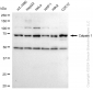 KD-Validated Anti-Calpain 1 Rabbit Monoclonal Antibody