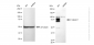 KD-Validated Anti-Calpain 1 Rabbit Monoclonal Antibody