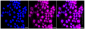 KD-Validated Anti-Dihydrofolate reductase Rabbit Monoclonal Antibody