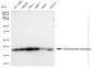 KD-Validated Anti-Dihydrofolate reductase Rabbit Monoclonal Antibody