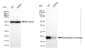 KD-Validated Anti-Dihydrofolate reductase Rabbit Monoclonal Antibody