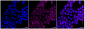 KD-Validated Anti-Carbonic anhydrase II Rabbit Monoclonal Antibody