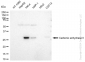 KD-Validated Anti-Carbonic anhydrase II Rabbit Monoclonal Antibody