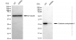 KD-Validated Anti-Carbonic anhydrase II Rabbit Monoclonal Antibody