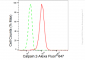 KD-Validated Anti-Calpain 2 Rabbit Monoclonal Antibody