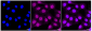 KD-Validated Anti-Calpain 2 Rabbit Monoclonal Antibody