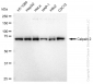 KD-Validated Anti-Calpain 2 Rabbit Monoclonal Antibody