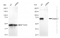 KD-Validated Anti-Calpain 2 Rabbit Monoclonal Antibody