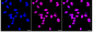 KD-Validated Anti-DDX5 Rabbit Monoclonal Antibody