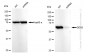KD-Validated Anti-DDX5 Rabbit Monoclonal Antibody