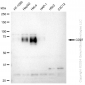 KD-Validated Anti-CD97 Rabbit Monoclonal Antibody