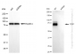 KD-Validated Anti-CD97 Rabbit Monoclonal Antibody