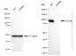 KD-Validated Anti-CD166 Rabbit Monoclonal Antibody