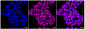 KD-Validated Anti-Calmegin Rabbit Monoclonal Antibody