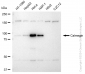 KD-Validated Anti-Calmegin Rabbit Monoclonal Antibody