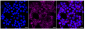 KD-Validated Anti-Calmegin Rabbit Monoclonal Antibody