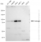 KD-Validated Anti-Calmegin Rabbit Monoclonal Antibody