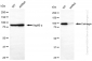 KD-Validated Anti-Calmegin Rabbit Monoclonal Antibody