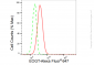 KD-Validated Anti-EOGT Rabbit Monoclonal Antibody