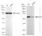 KD-Validated Anti-EOGT Rabbit Monoclonal Antibody