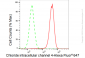 KD-Validated Anti-Chloride intracellular channel 4 Rabbit Monoclonal Antibody