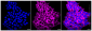KD-Validated Anti-Chloride intracellular channel 4 Rabbit Monoclonal Antibody