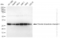 KD-Validated Anti-Chloride intracellular channel 4 Rabbit Monoclonal Antibody