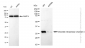 KD-Validated Anti-Chloride intracellular channel 4 Rabbit Monoclonal Antibody