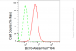 KD-Validated Anti-Bcl10 Rabbit Monoclonal Antibody