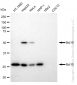 KD-Validated Anti-Bcl10 Rabbit Monoclonal Antibody