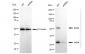 KD-Validated Anti-Bcl10 Rabbit Monoclonal Antibody