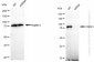 KD-Validated Anti-CSDE1 Rabbit Monoclonal Antibody