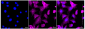 KD-Validated Anti-CSDE1 Rabbit Monoclonal Antibody