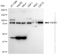 KD-Validated Anti-CSDE1 Rabbit Monoclonal Antibody