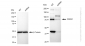 KD-Validated Anti-CSDE1 Rabbit Monoclonal Antibody